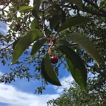 Hacienda Monica * Umag