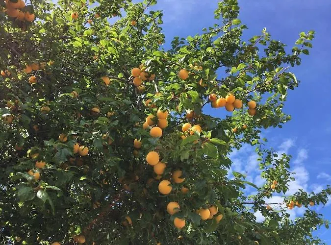 Lejlighed Hacienda Monica