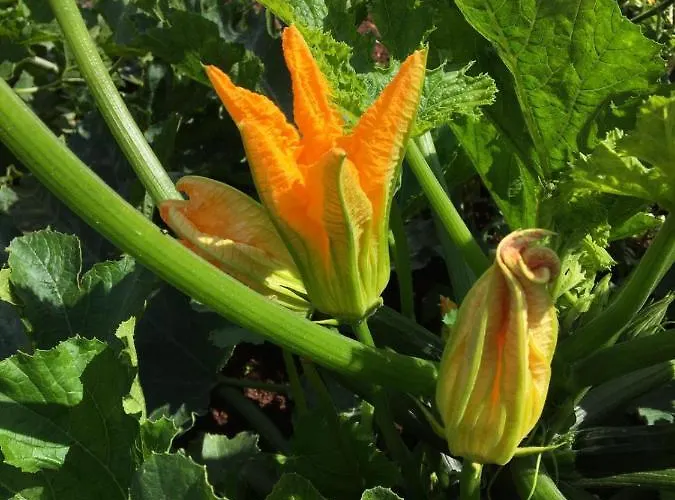 Hacienda Monica Apartman *